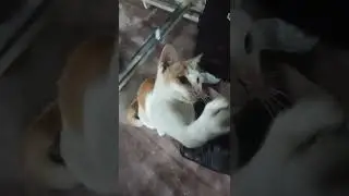 Nemu kucing di Cafe, bisa diajak bertarung#shorts