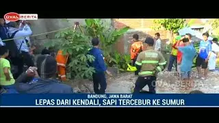 UNIK! HEWAN SAPI KURBAN TERCEBUR KE SUMUR