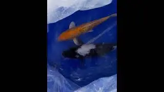 update on auto feed and some new fish