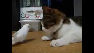 неугомонный  Попугай не даёт спать коту ^_^
