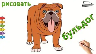 Как Нарисовать бульдога