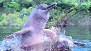 Как с возрастом меняет окраску Амазонский дельфин, Иния (Amazon river dolphin) — Inia geoffrensis ?