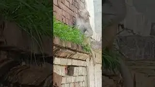 Monkey and Dogs Fight 😁