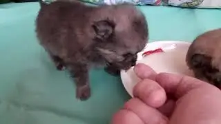 Подрастают детки немецкого шпица