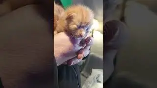 Weasley Kittens Update 20