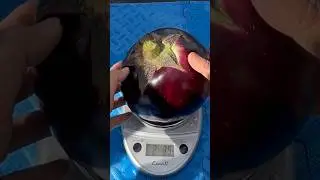 Guess how much my eggplant weighs? 黑霸圆茄可以长多大？
