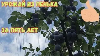 Слива перед сбором урожая, результат пятилетнего ухода за пеньками.#сад #слива #обрезка