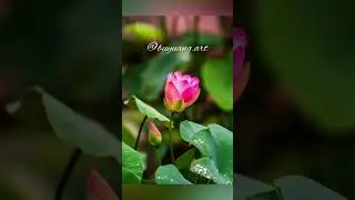 LOTUS: Just Before Blooming (Photoshop Editing)