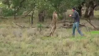 Yumruk yiyince buga giren kanguru