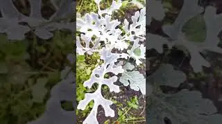 Цинерария 🌱