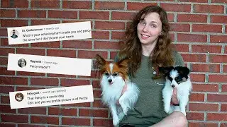 Your Assumptions About Us // Percy The Papillon Dog