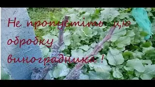Не пропустіть цю обробку виноградника проти грибкових хворіб