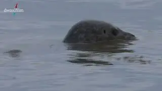 zeehonden in de Waddenzee