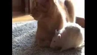 самый бесполезный кот