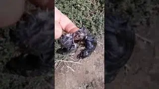 На что способна обычная полевая мышь