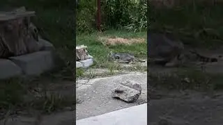 cat in action