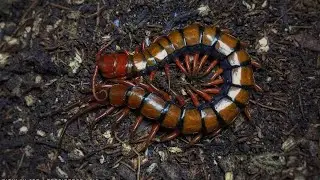 🤯 Pacific giant centipede 🔥🔥🔥 #feeding #centipede #scolopendra #shortvideo