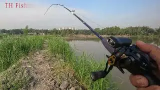 cá táp nhái hơi