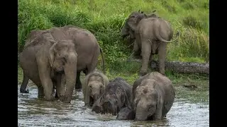 Cute Elephant Calf | Playing in Water | Cute Animal Video