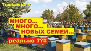 #Пчёлы