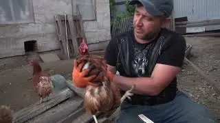 Крапива для кур несушек.