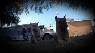 CachorrosPastor