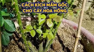 Cách kích mầm gốc cho cây hoa hồng.