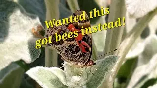 Want pollinators? Hope you like bees!