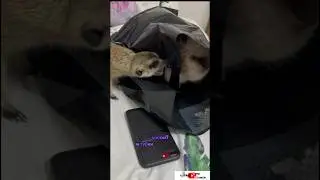 Куда он нос суёт? 