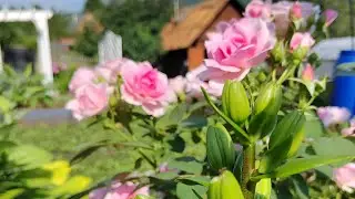 Обзор цветов и красивого цветника на даче