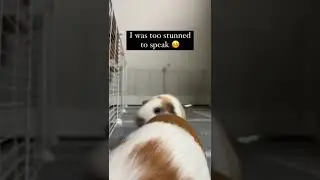The Naughtiest Guinea Pig On Internet #shorts #guineapig #pets | Paws and Fur