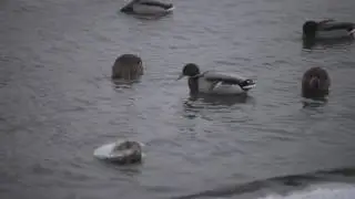 Пейзажи зимние