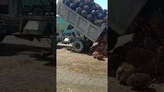 viraall truck truck nunjukin aktraksi jungkir super  cantik banget #shorts