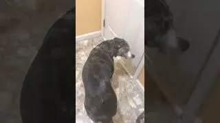 giving my dog a bath