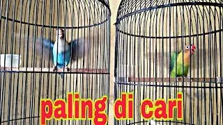 pancingan lovebird paling keren banyak di cari
