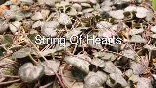 100% Successful Propagation String Of Hearts [Pinoy sa Japan]