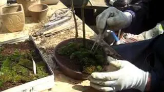 Bonsai 12