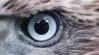 goshawk. A.g.buteoides.