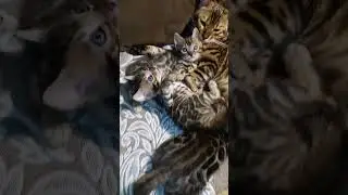 Иви с котятами  Dakota Gold  #bengalcats #kitten #cats #бенгалы #кошки #bengalcatlovers