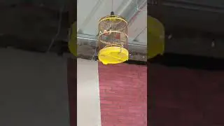 kicau mata putih Tanjungpinang