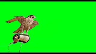 Eagle landing in hand  green screen 4K   No Copyright |