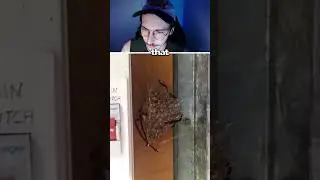 terrifying spiders nest 🕷🕸