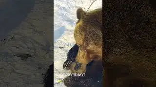Что за утка прилетела к Мансуру?🐻🦆/Bear Mansur