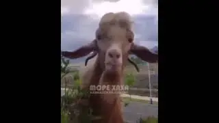 сено или лена