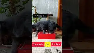 Английский просто, кот и предлоги места 😺