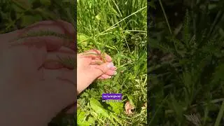 Оттиски растений #творчество #украшения #полимернаяглина #diy