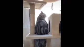 Коты. Миссия невыполнима Cats. Mission Impossible