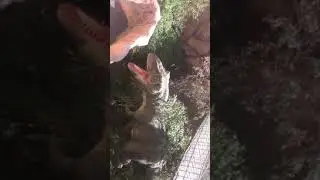 Зуврик полная версия