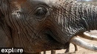 Dogs Detect Ivory at Nairobi Airport - Canines for Conservation