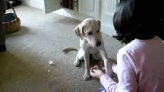 lefty puppy